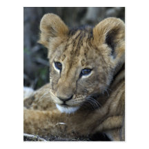 Lion Baby Postkarten