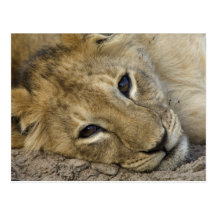 Lion Baby Postkarten