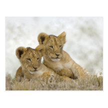 Lion Babys Postkarte