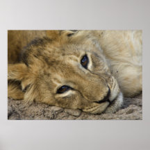 Lion bebé 2 impresiones