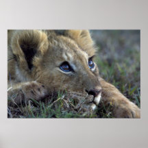 Lion bebé posters