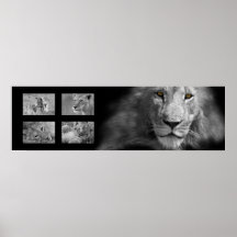 Lion maqueta posters