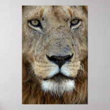 Lion Portrait Poster