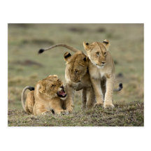 Lion Siblings Postkarten