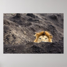 Lion veces 2 poster