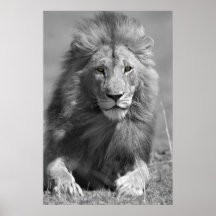 Lion vez impresiones