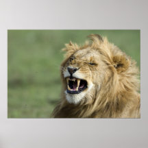 Lion vez impresiones