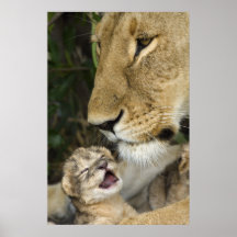 Lioness and Newborn Impresiones