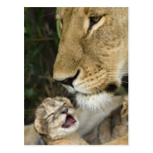 Lioness and Newborn Postkarte