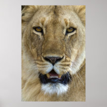 Lioness Portrait Impresiones