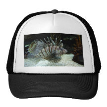 Lionfish Gorros