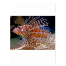 LionFish.jpg Postal