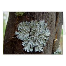 Liquen pálido en árbol tarjeta