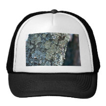 Liquenes Gorro