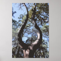 Lira del La Posters