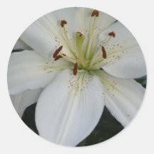 Lirio blanco compensado pegatinas  