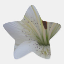 Lirio blanco polvoriento calcomania forma de estrella personalizada