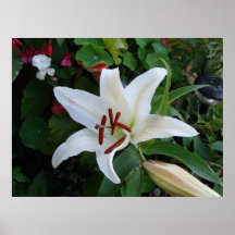 Lirio blanco impresiones
