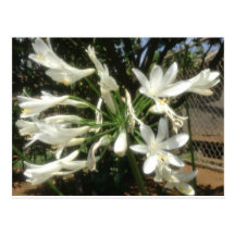 Lirio blanco tarjetas postales