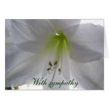 Lirio con condolencia tarjetas