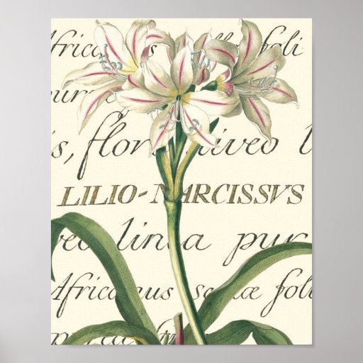 Lirio con el detalle caligráfico impresiones