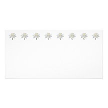 Lirio de agua blanca en sol tarjetas con fotos personalizadas
