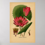 Lirio de agua botánico del rosa de la impresión de posters