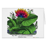 Lirio de agua del Nymphaea Felicitacion
