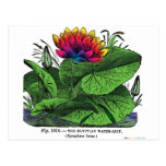 Lirio de agua del Nymphaea Tarjeta Postal