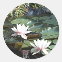 Lirio de agua pegatinas  