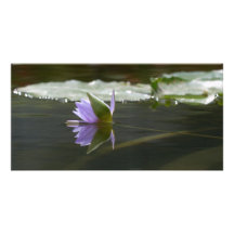 Lirio de agua Photocard Tarjetas Fotográficas