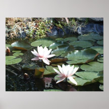 Lirio de agua poster