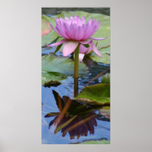 Lirio de agua rosado (20" x 40") posters