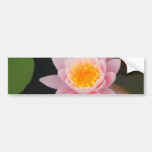 Lirio de agua rosado etiqueta de parachoque