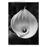 Lirio de B&W Felicitacion