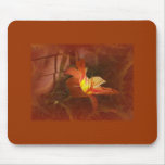 Lirio de día anaranjado Mousepad 2 Tapetes De Ratones