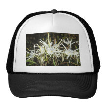 Lirio de la araña gorro de camionero