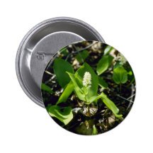 Lirio de los valles salvaje verde (Maianthemum Can Pins