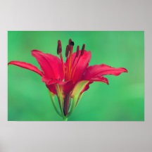 Lirio de madera posters