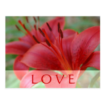 Lirio del amor postal