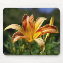 Lirio del Stargazer Alfombrilla De Raton