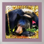 Lirio el oso negro con el poster de las cintas
