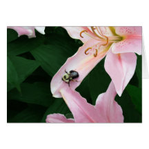 Lirio oriental con la abeja tarjeton