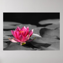 lirio posters