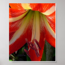 Lirio Poster