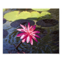 Lirio rosado arte fotográfico