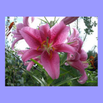 Lirio rosado del Stargazer posters
