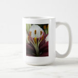 Lirio Tazas