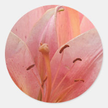 Lirio tigrado rosado pegatinas  
