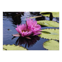 Lirios de agua rosados arte con fotos